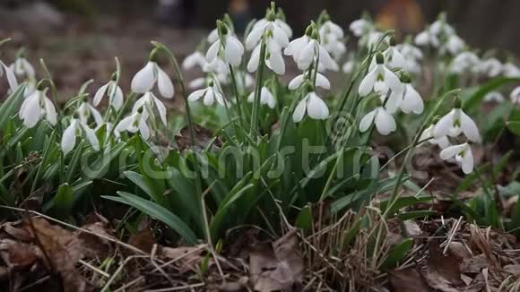 雪花绽放洁白娇嫩的花儿在花园里飘落阳光普照春天的第一场美丽的普通雪尼加兰索斯视频的预览图