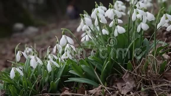 雪花绽放洁白娇嫩的花儿在花园里飘落阳光普照春天的第一场美丽的普通雪尼加兰索斯视频的预览图