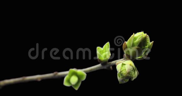 树枝上长出的小芽发芽过程进化过程春天的流逝杵雌花视频的预览图