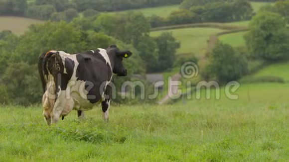 一头牛在村庄上方的山顶上视频的预览图