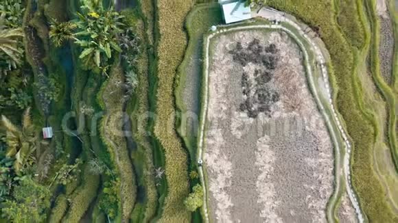 印度尼西亚巴厘Ubud的特加拉朗稻米梯田空中镜头视频的预览图