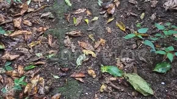 云林中的蚂蚁视频的预览图