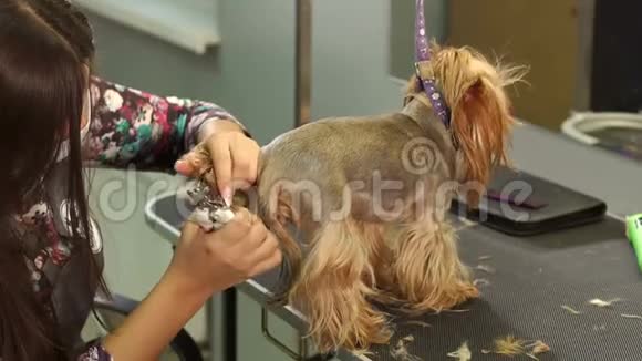 女兽医在一家兽医诊所修剪约克郡梗的爪子视频的预览图
