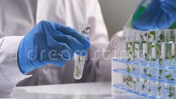 玻璃瓶中用于药物和化妆品提取的草药的例子视频的预览图