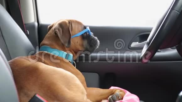 义和团狗停在驾驶座上视频的预览图