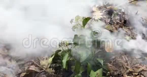 一段时光流逝的视频一堆枯叶和嫩枝在上面燃烧着新鲜的绿叶和花蕾视频的预览图