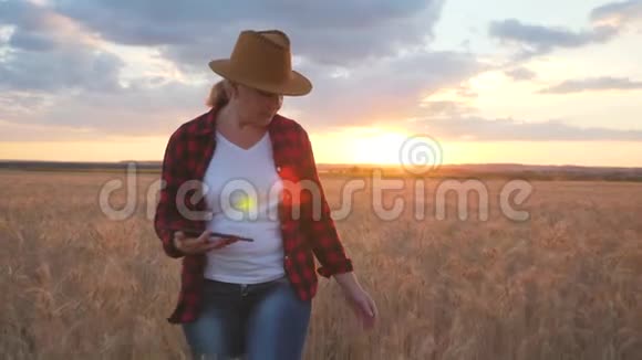 日落时农夫正在麦田里用片剂监测小麦的生长视频的预览图