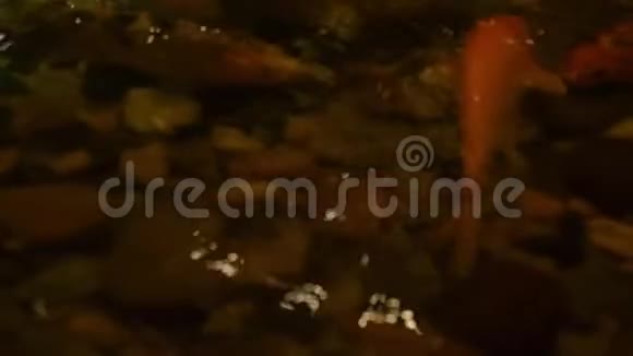 锦鲤鱼在装饰花园池塘里游泳夏日花园池塘里的鲤鱼视频的预览图