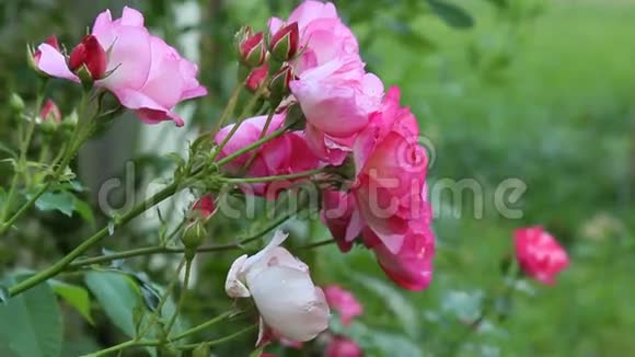 粉红玫瑰灌木视频的预览图