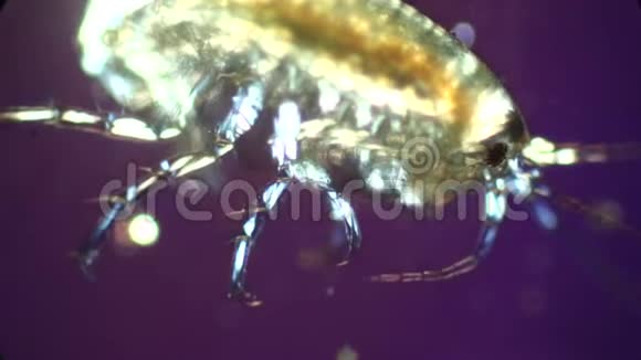 两栖动物有鳃运动和发光的腿部肌肉视频的预览图