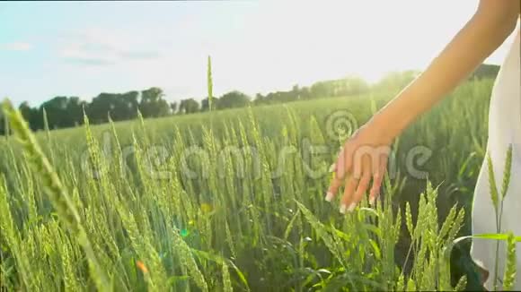 年轻的女人手在夕阳下穿过麦田女孩手紧紧地摸着麦穗享受夏日视频的预览图