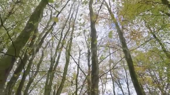 在苏格兰秋季中部的彩色树林中向上看视频的预览图