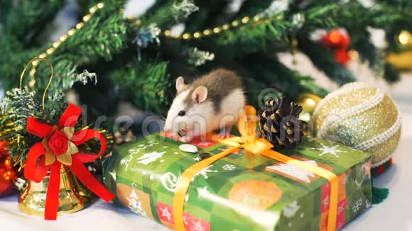 小老鼠在圣诞树附近吃种子视频的预览图