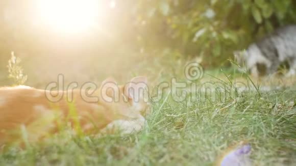 两只小猫在花园里玩在绿草上互相追逐有趣的动物视频的预览图