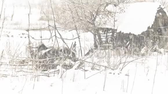 在大雪下的老式草甸木屋视频的预览图