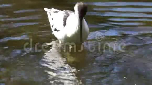 从欧亚大陆来的海岸鸟鸟在水中游动的一只小鸟的特写镜头视频的预览图