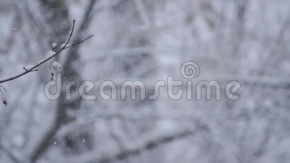 雪落在城市公园树木模糊的背景上令人失望光线背景背景模糊视频的预览图