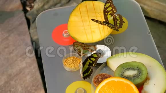 美丽的热带蝴蝶西普罗埃塔石楠或孔雀石吃甜水果近景瘦蝶鼻收集视频的预览图