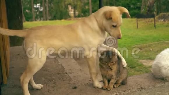 狗和猫玩小狗和两只猫猫很生气视频的预览图