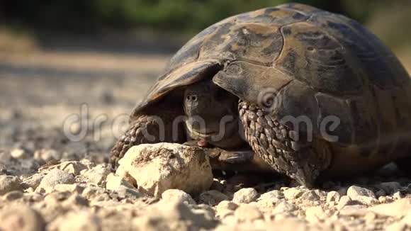 自然环境中的海龟自然中的走兽爬行动物视频的预览图