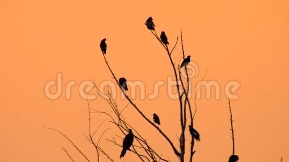 剪影鸟在日落时分野生地坐在树枝上视频的预览图