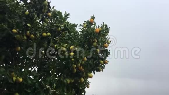 一棵在风雨中不安地摇摆着的橘子树视频的预览图