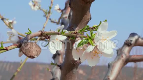 杏仁坚果和白花成熟和新鲜的概念视频的预览图