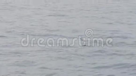 大西洋海雀在海水上游泳北冰洋Fraterculaa视频的预览图