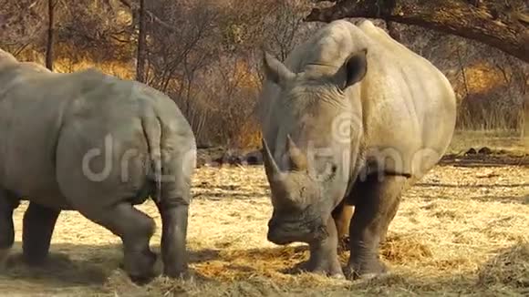 纳米比亚白犀牛视频的预览图