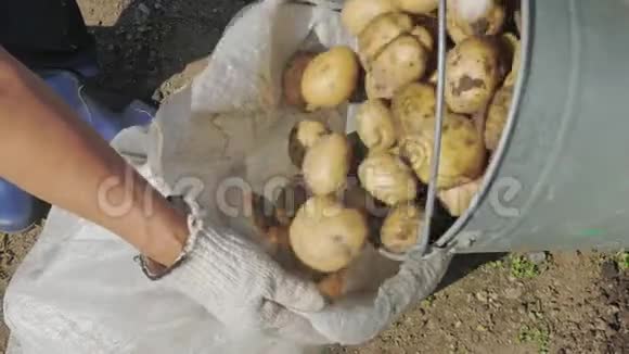 一个女人一个农场工人把土豆块茎放在一个金属桶里视频的预览图