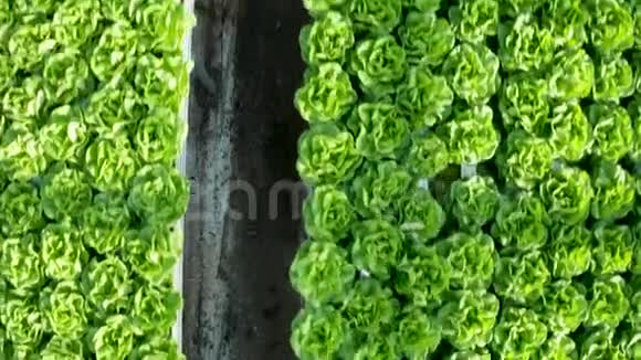 现代温室种植生菜的鸟瞰图视频的预览图