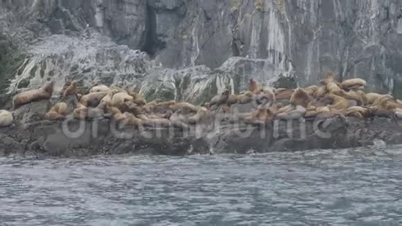 群海狮栖息在太平洋石岛上野生海洋动物视频的预览图