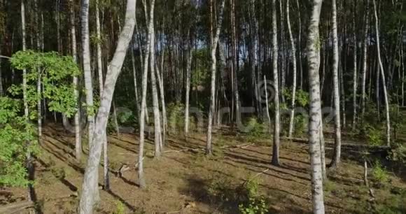茂密的白桦林白桦林顶景视频的预览图