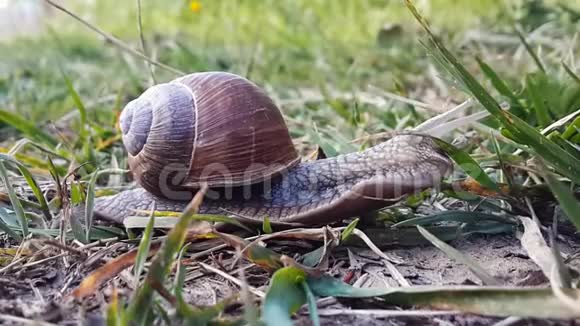 一只蜗牛在草地上爬行视频的预览图