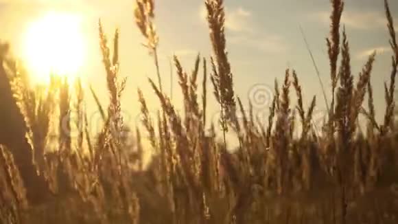 草在神奇的日落光视频的预览图