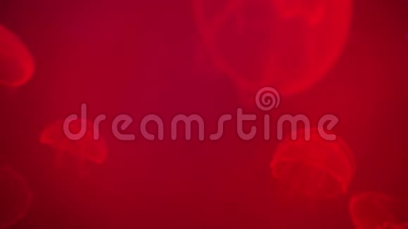 红水母活着视频的预览图