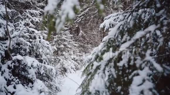 冬天的森林在雪地里北方寒冷的景色冰冻的松树很近铭文的美丽背景视频的预览图