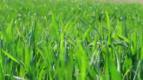 绿草如茵微风吹拂麦田视频的预览图