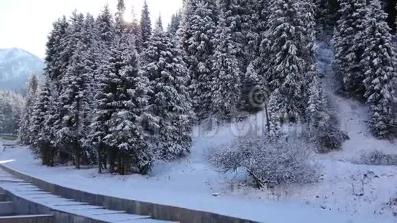 路旁长满积雪的针叶树因为树枝太阳视频的预览图