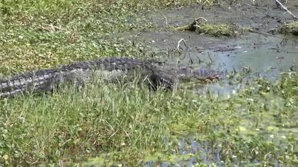 大鳄走在沼泽里视频的预览图
