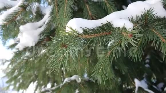 云杉绿枝上的宏观摄影雪打算继续往大局走视频的预览图