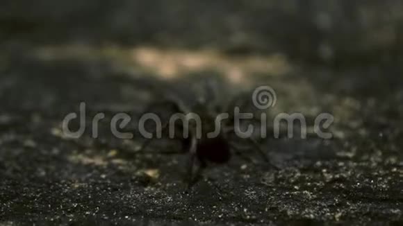 猎人蜘蛛在岩石上的特写镜头视频的预览图