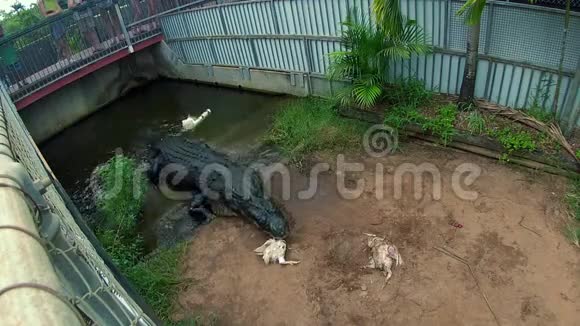 鳄鱼与游客同吃同看视频的预览图