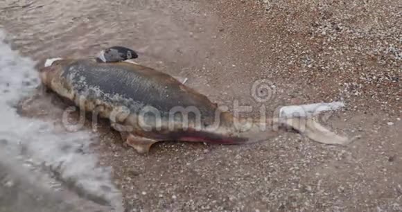 在海边死去的小海豚地球野生动物环境污染生态灾难视频的预览图