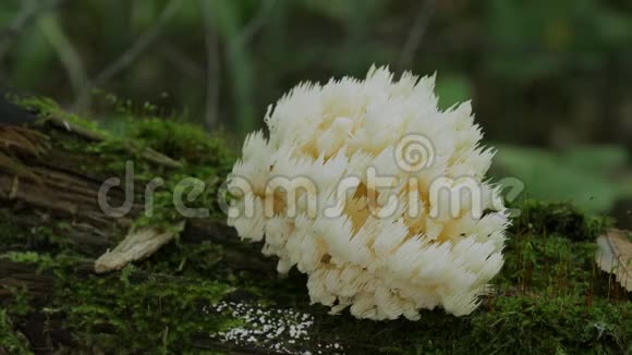 生长在苔藓树上的罕见蘑菇视频的预览图