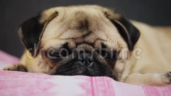 特写可爱的小狗睡着了躺在玫瑰毯子上累了视频的预览图
