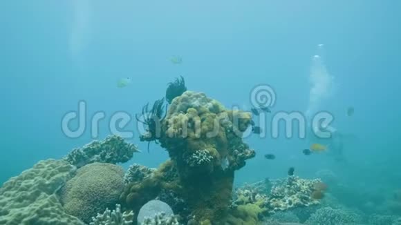 潜水者在海洋潜水时在热带鱼和珊瑚礁附近游泳潜水在水下海洋和观看视频的预览图