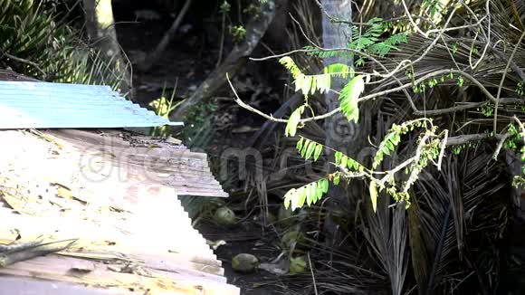 在棕榈树花园里捡来的椰子掉在地上视频的预览图