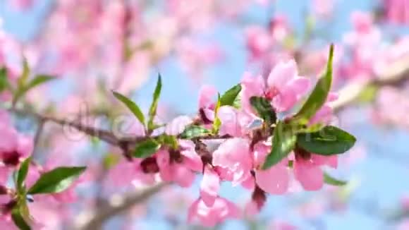 树枝上有许多粉红色的小花桃花视频的预览图