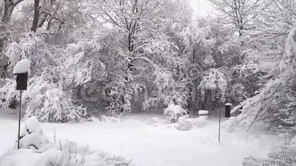树上有雪的日出视频的预览图